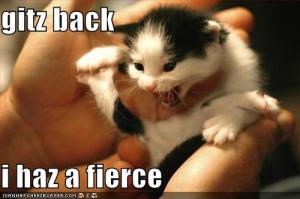 funny-pictures-kitten-is-sort-of-fierce.jpg?w=300